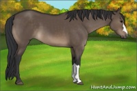 Horse Color:Brown Dun 
