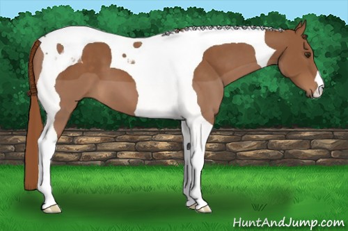 Horse Color:Chestnut Tobiano 