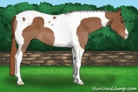 Horse Color:Chestnut Tobiano