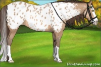 Horse Color:Amber Champagne Splash Appaloosa 