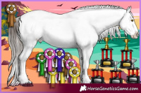 Horse Color:White Spotted Brown Sabino Appaloosa 