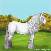 Horse Color:Gray Liver Chestnut 