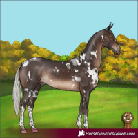 Horse Color:White Spotted Silver Brown Tobiano