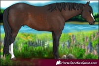 Horse Color:Brown 