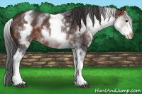 Horse Color:White Spotted Brown