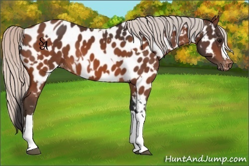 Horse Color:Bay Appaloosa and Silver Bay Appaloosa