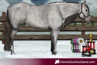 Horse Color:Smoky Grullo Roan Tobiano 