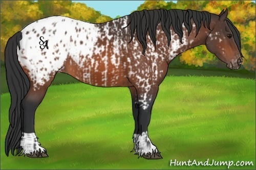 Horse Color:Bay Appaloosa and Bay Appaloosa