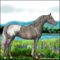 Horse Color:Silver Black Appaloosa 