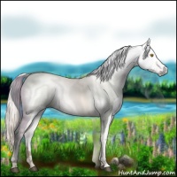 Horse Color:Gray Silver Grullo Pearl Appaloosa 
