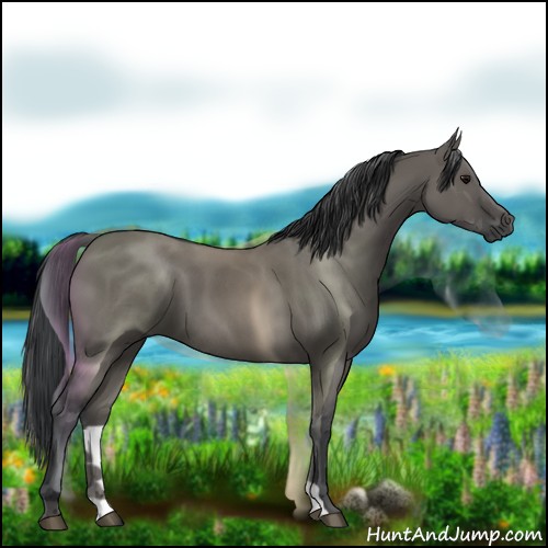 Horse Color:Grullo 