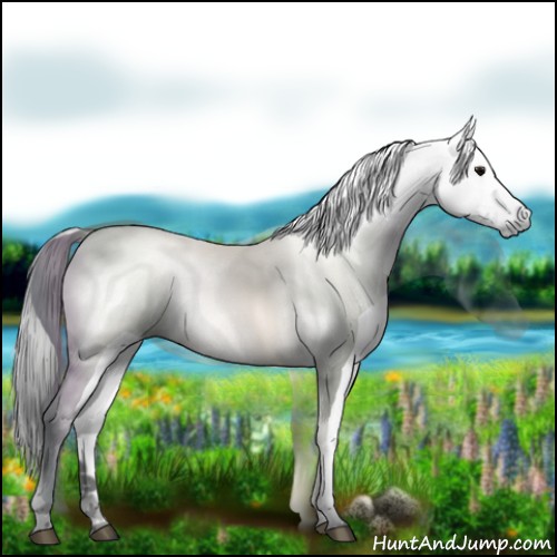 Horse Color:Gray Black Appaloosa