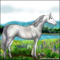 Horse Color:Gray Black Appaloosa