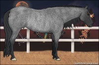 Horse Color:Blue Roan Rabicano 