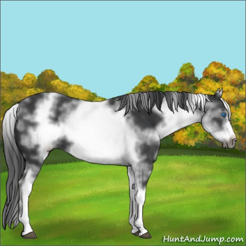 Horse Color:White Spotted Black Frame 