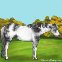 Horse Color:White Spotted Black Frame 