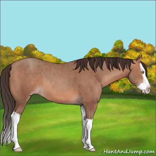Horse Color:Sable Champagne Splash 