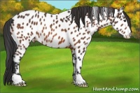Horse Color:Bay Appaloosa
