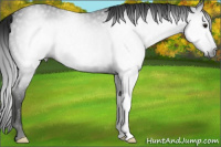 Horse Color:Gray Smoky Black 