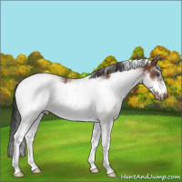 Horse Color:White Spotted Bay Frame