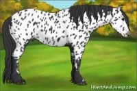 Horse Color:Black Appaloosa
