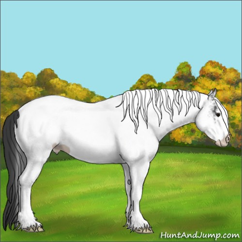 Horse Color:White Spotted Black 