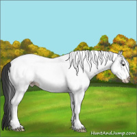 Horse Color:White Spotted Black