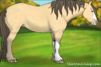 Horse Color:Amber Cream Champagne 