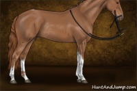 Horse Color:Chestnut Sabino Tobiano Rabicano 