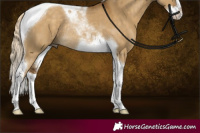 Horse Color:Chocolate Palomino Dun Splash Tobiano Rabicano