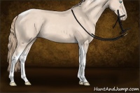 Horse Color:Perlino Sabino Tobiano Rabicano 