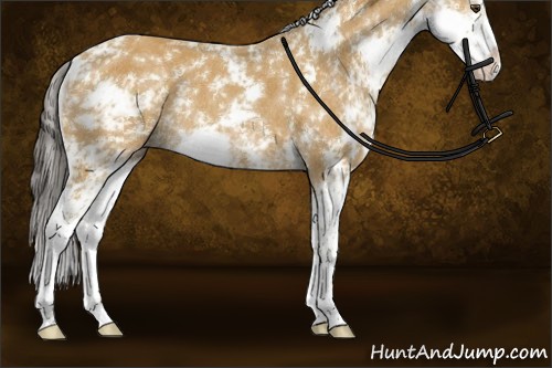 Horse Color:Buckskin Sabino Rabicano