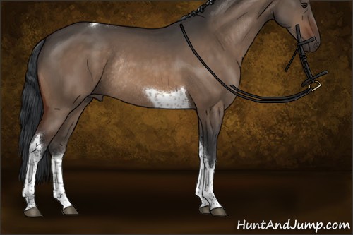 Horse Color:Bay Dun Tobiano Rabicano 