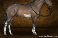 Horse Color:Bay Dun Tobiano Rabicano 