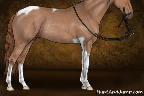 Horse Color:Red Roan Tobiano Rabicano 