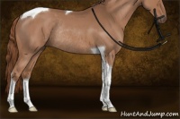 Horse Color:Red Roan Tobiano Rabicano