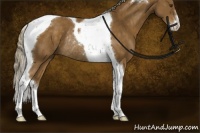Horse Color:Chocolate Palomino Sabino Tobiano Rabicano