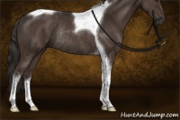 Horse Color:Liver Chestnut Sabino Tobiano Rabicano