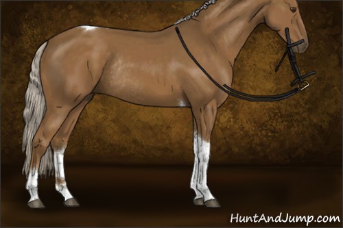 Horse Color:Chocolate Palomino Tobiano Rabicano