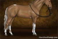 Horse Color:Chocolate Palomino Tobiano Rabicano