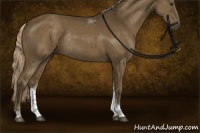 Horse Color:Chocolate Palomino Tobiano Rabicano