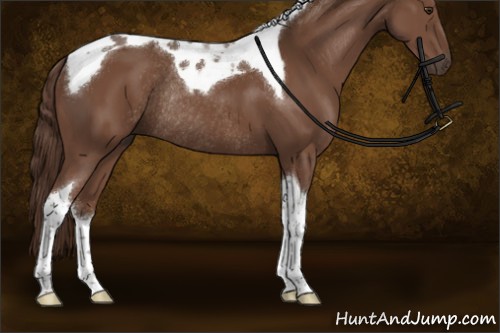 Horse Color:Liver Chestnut Sabino Tobiano Rabicano 