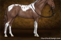 Horse Color:Liver Chestnut Sabino Tobiano Rabicano 