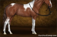 Horse Color:Liver Chestnut Sabino Tobiano Rabicano 