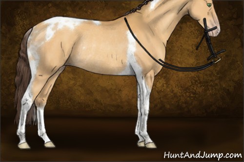 Horse Color:Amber Cream Champagne Tobiano Rabicano