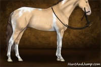 Horse Color:Amber Cream Champagne Tobiano Rabicano