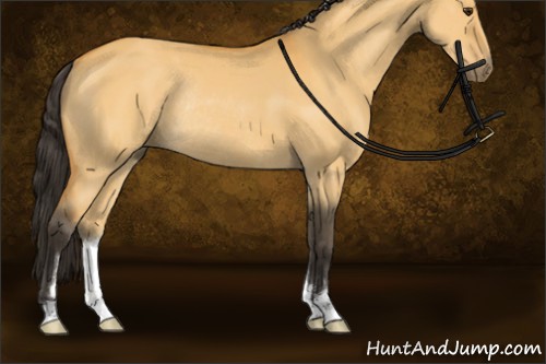 Horse Color:Buckskin Dun Sabino Rabicano