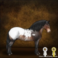 Horse Color:Brown Appaloosa 