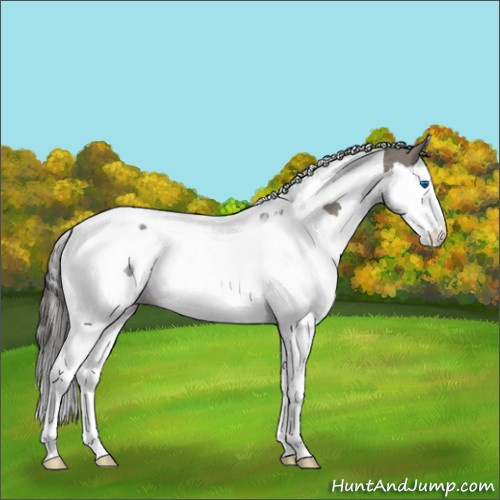 Horse Color:Grullo Sabino Splash Tobiano Appaloosa 