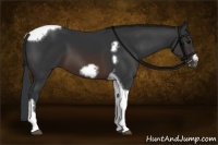 Horse Color:Brown Tobiano Frame 